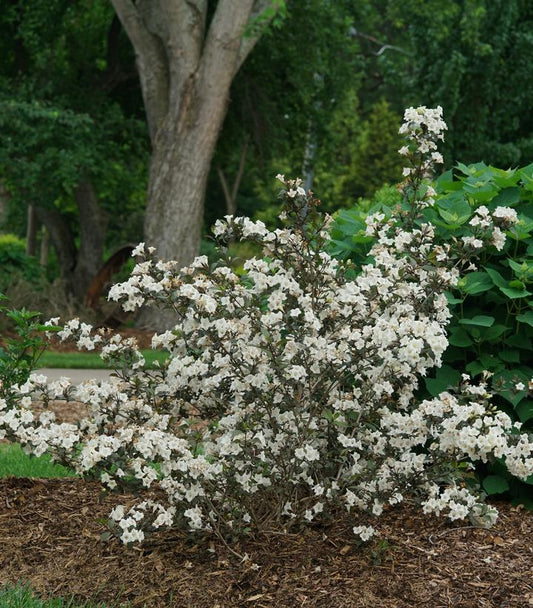 Wine & Spirits® Weigela (Weigela 'Wine and Spirits')