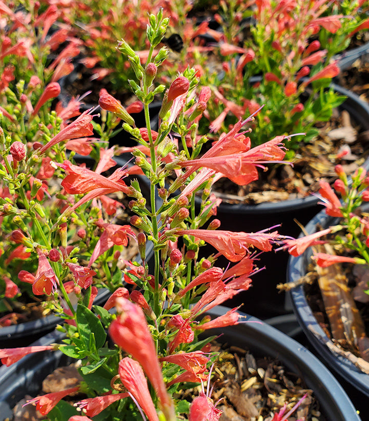 Kudos Red Hyssop (Agastache 'Kudos Red')
