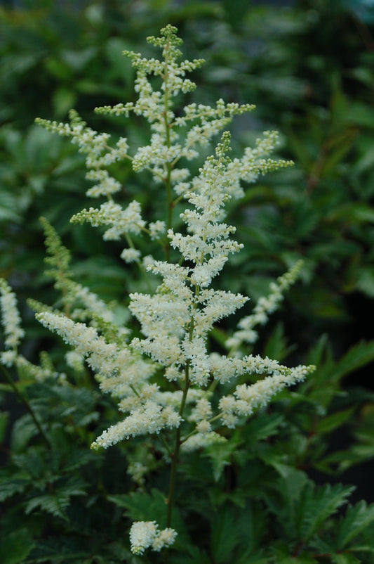 Bridal Veil Astilbe (Astilbe arendsii 'Bridal Veil')