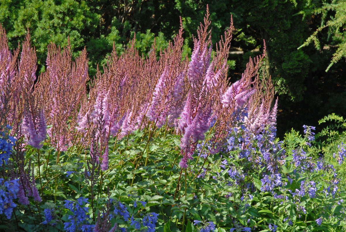 Purple Candles Astilbe (Astilbe 'Purple Candles')