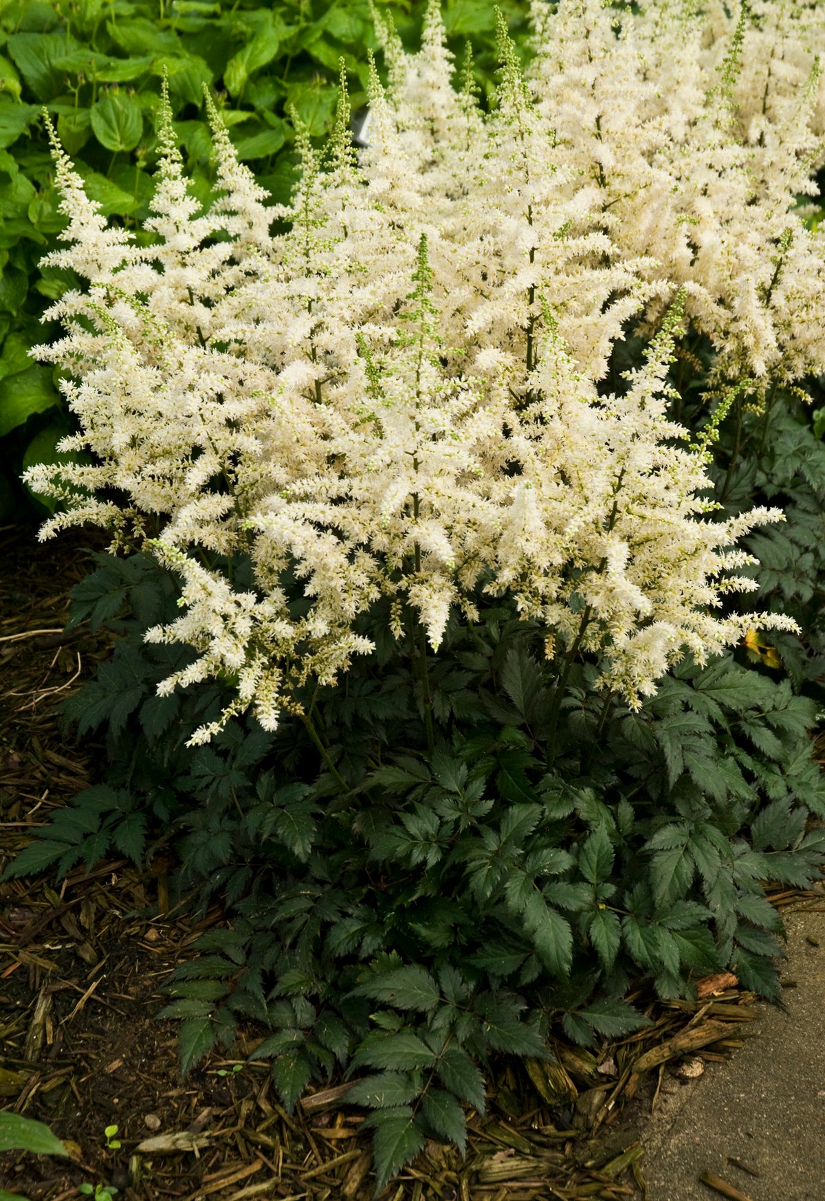 Visions in White Astilbe (Astilbe chinensis 'Visions in White')