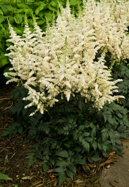 Visions in White Astilbe (Astilbe chinensis 'Visions in White')