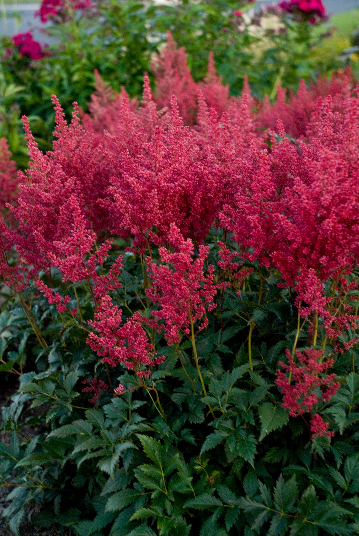 Montgomery | Astilbe