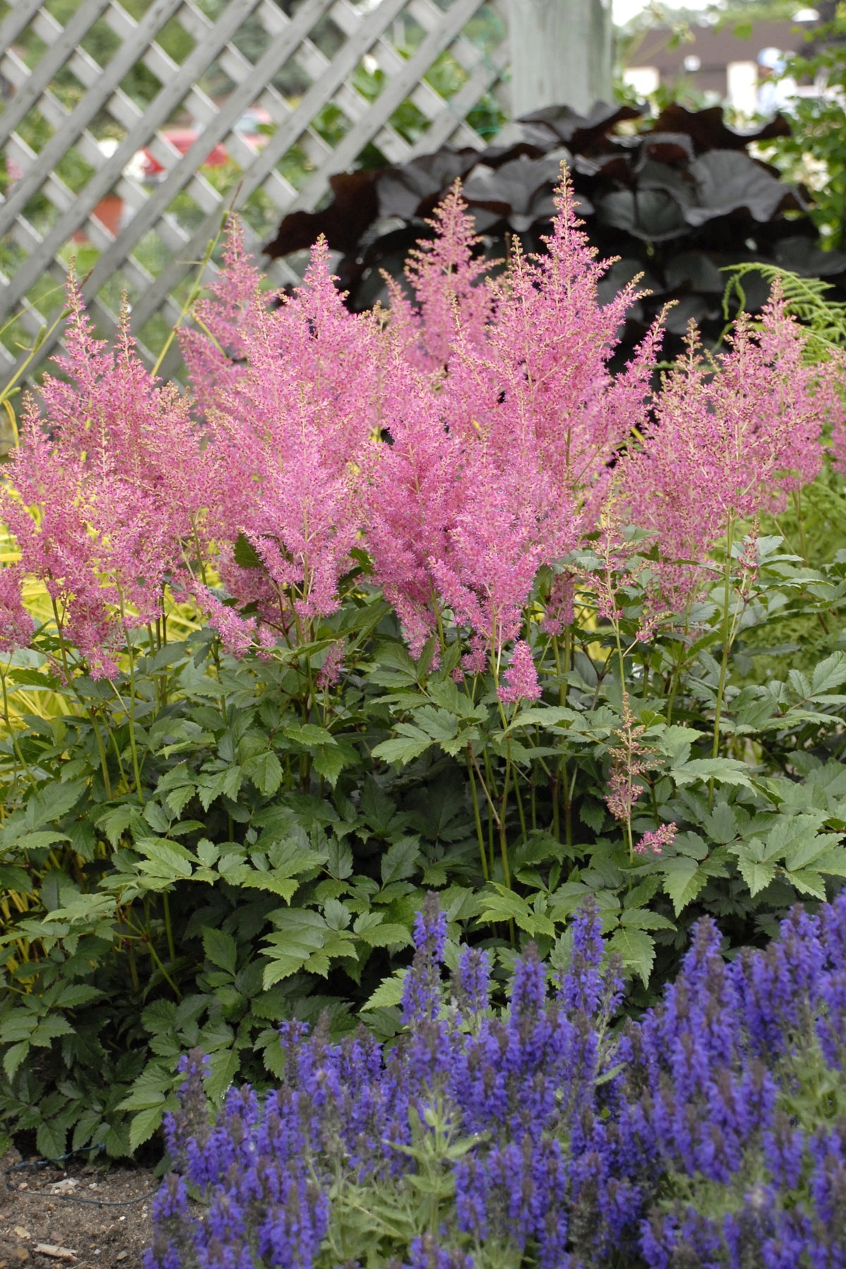Rheinland Astilbe (Astilbe japonica 'Rheinland')