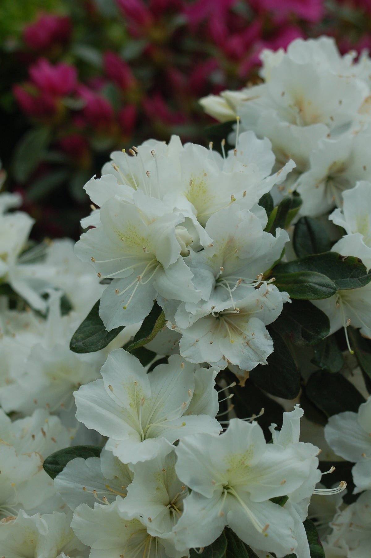 Delaware Valley White Azalea (Rhododendron 'Delaware Valley White')