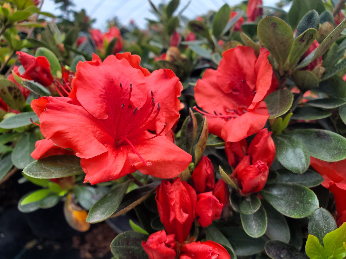 Girard's Crimson Azalea (Rhododendron 'Girard's Crimson')