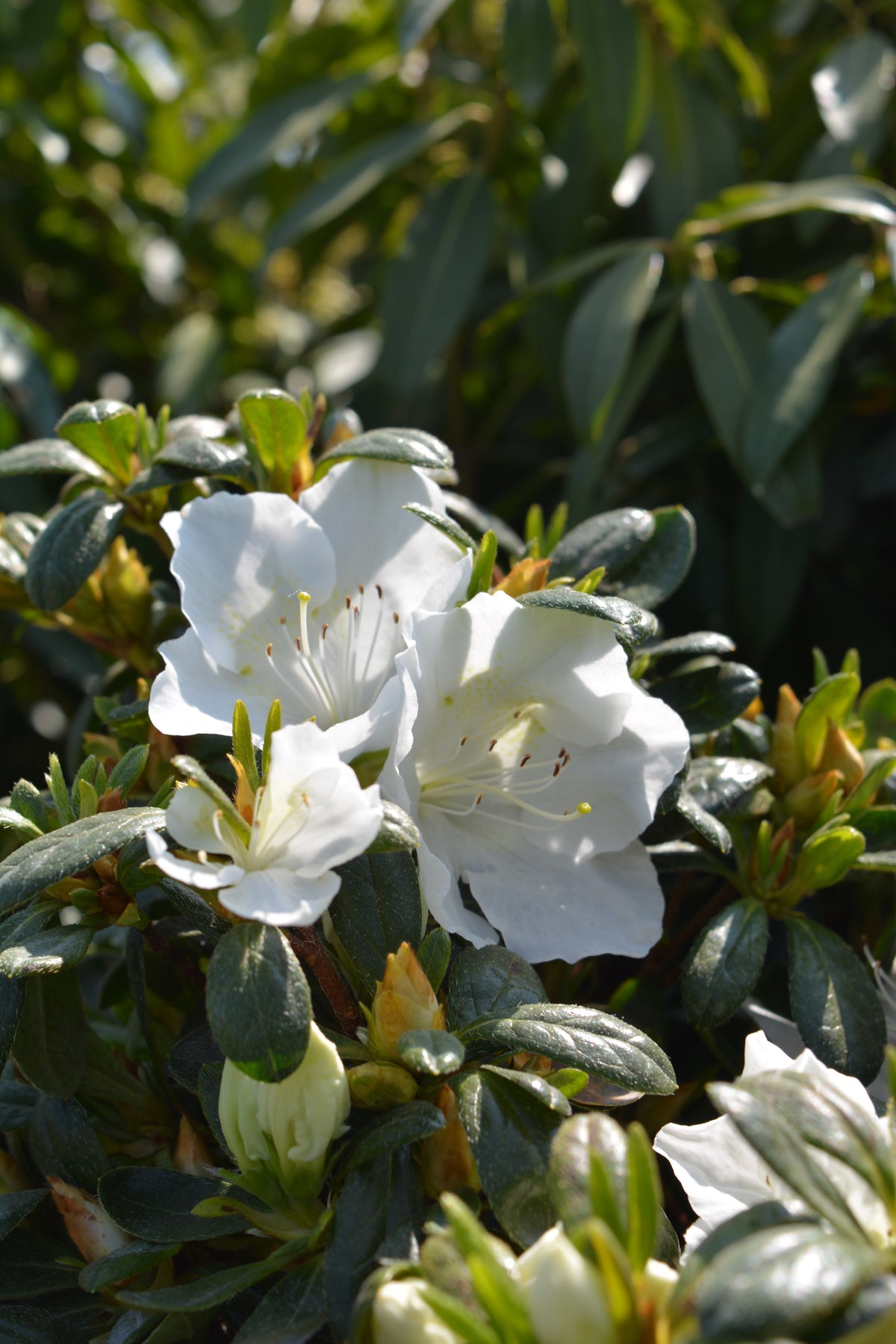 Girard's Pleasant White Azalea - photo 2