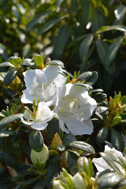 Girard's Pleasant White Azalea - photo 2