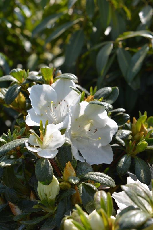 Girard's Pleasant White Azalea - photo 2