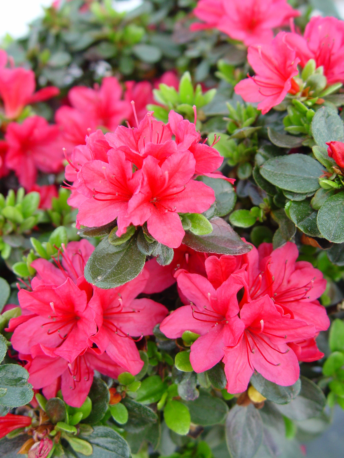 Hino-Crimson Azalea (Rhododendron 'Hino-crimson')