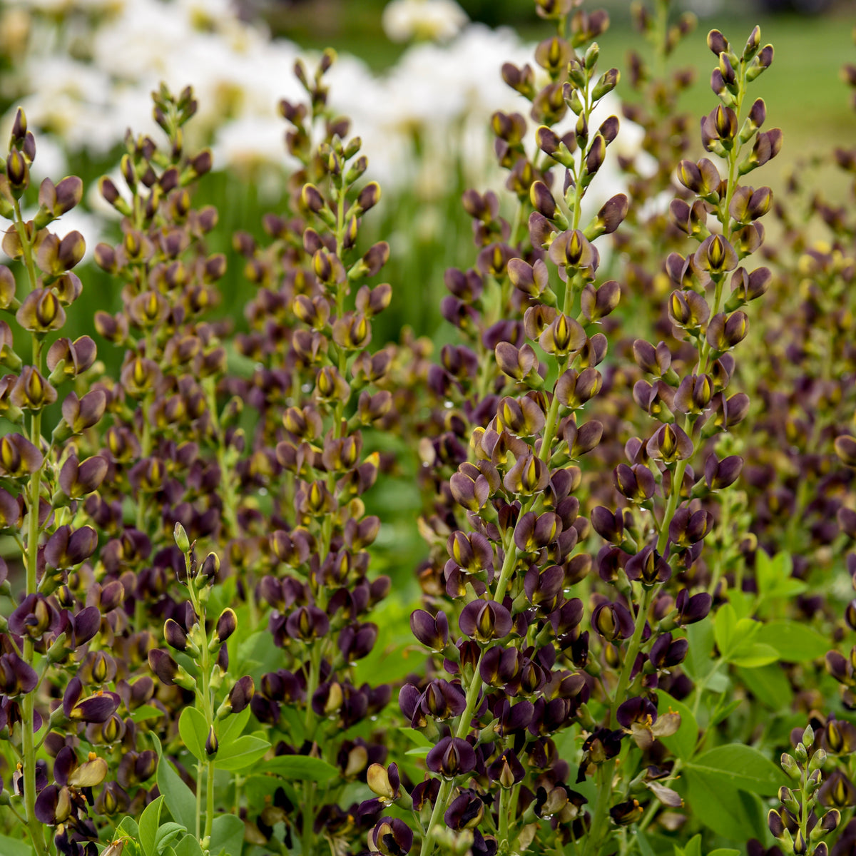 Dark Chocolate™ False Indigo - photo 2