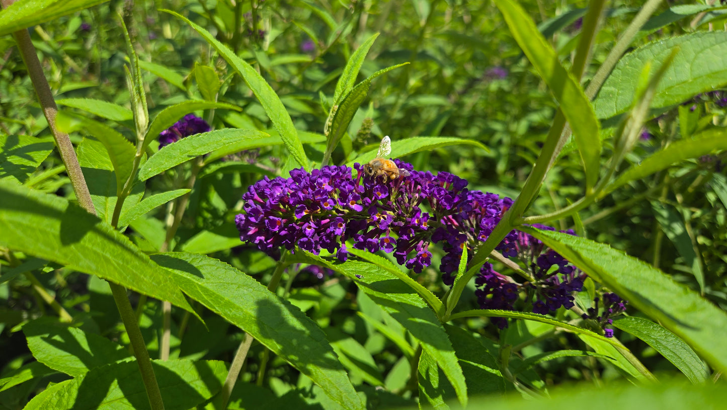 Black Knight | Butterfly Bush