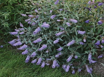 Monarch Glass Slippers | Butterfly Bush