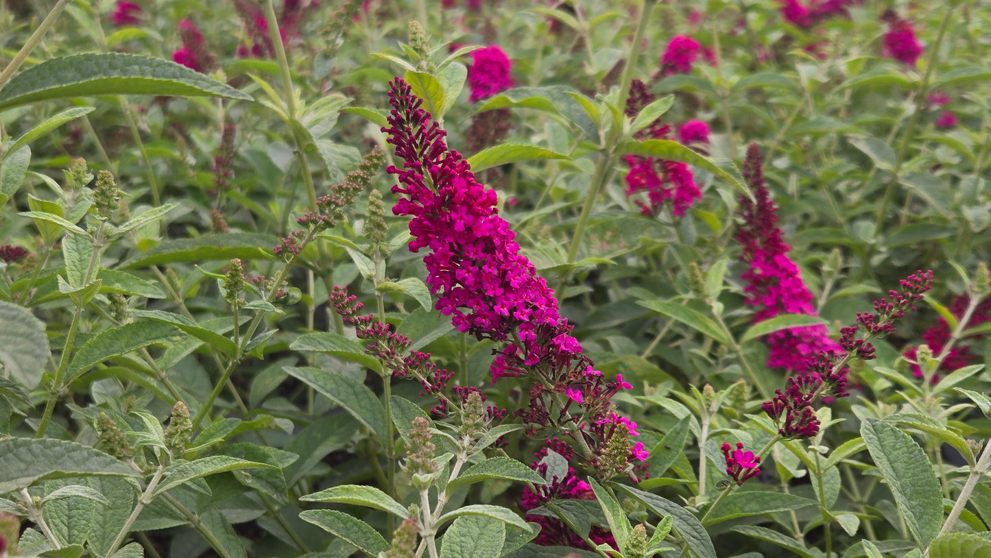 Miss Molly | Butterfly Bush