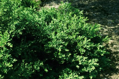 Green Velvet | Boxwood