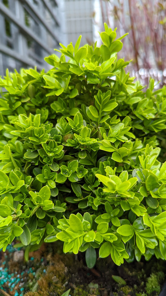 Tide Hill Boxwood (Buxus micro. 'Tide Hill')