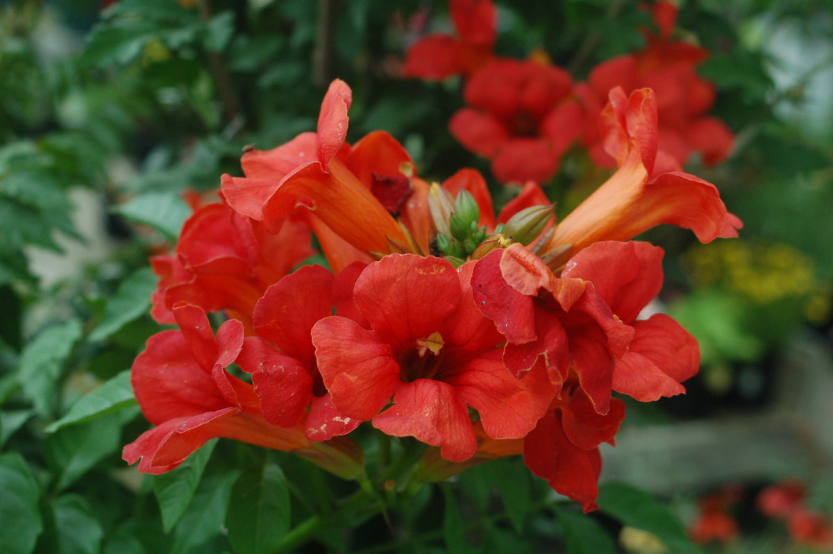 Tag. Summer Jazz Fire Trumpet Vine (Campsis x tag. 'Summer Jazz Fire')