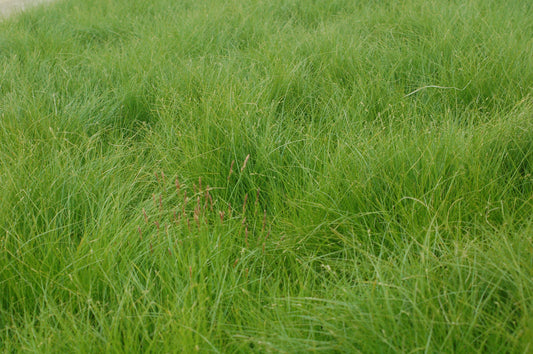 Appalachian Sedge