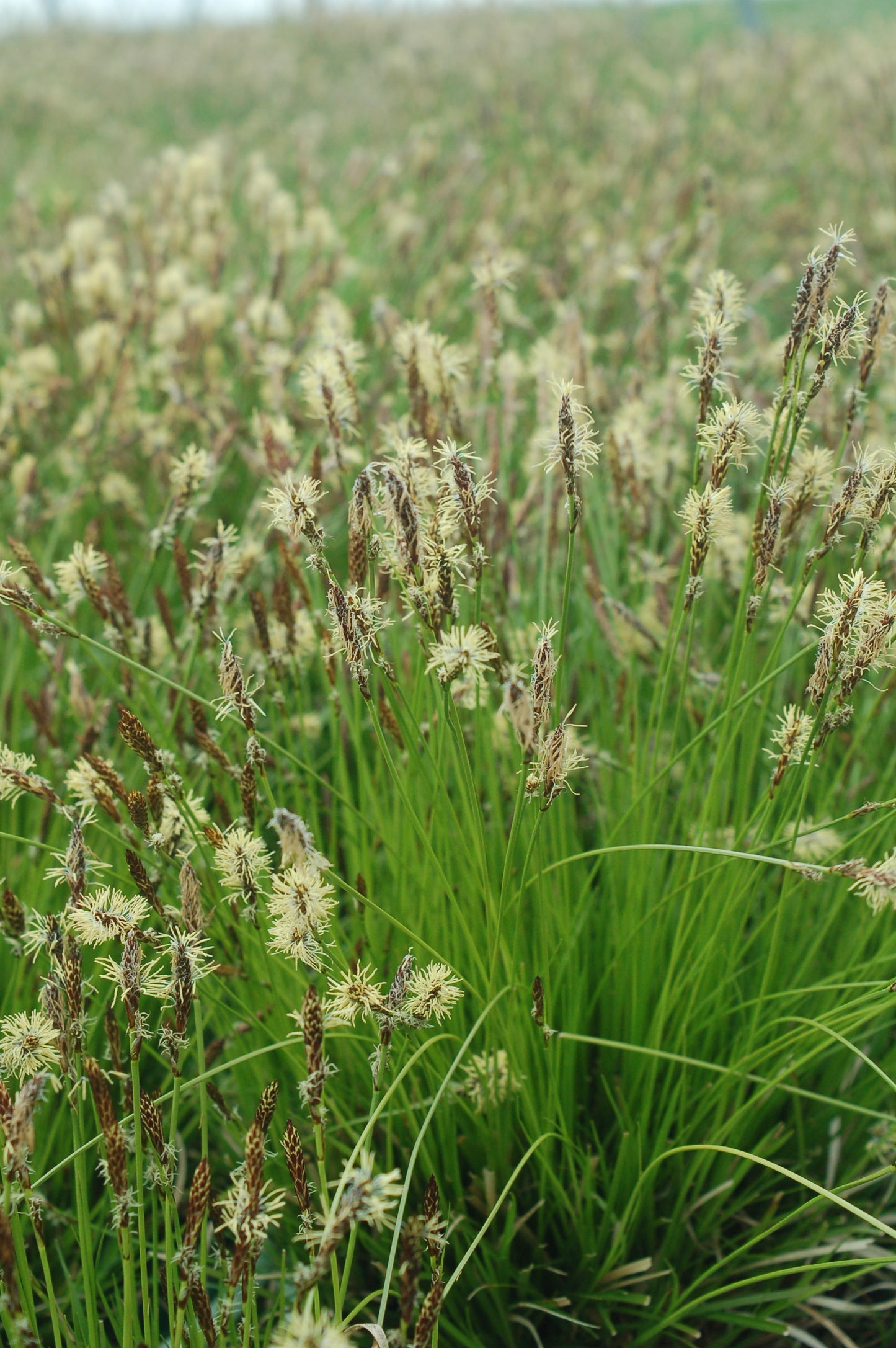 Pennsylvania Sedge