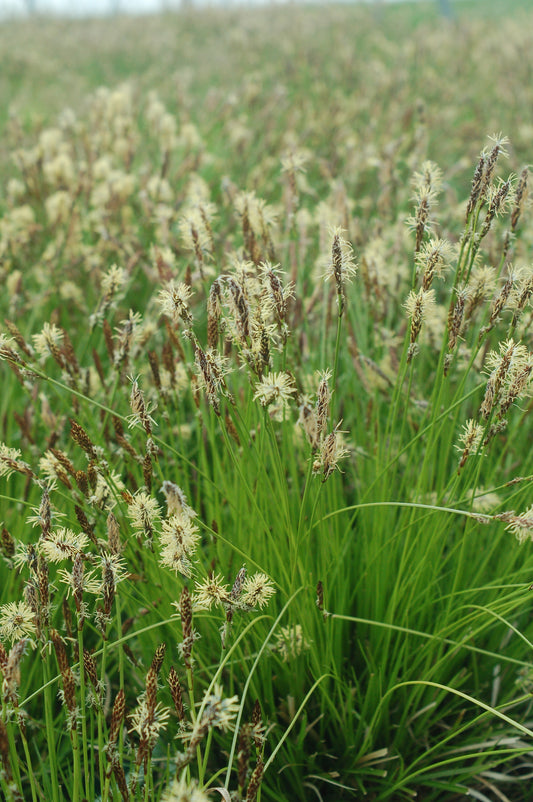 Pennsylvania Sedge