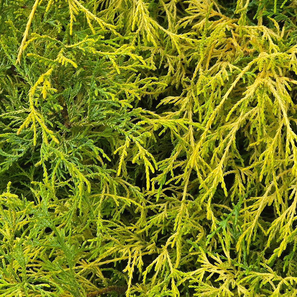 Golden Thread Cypress