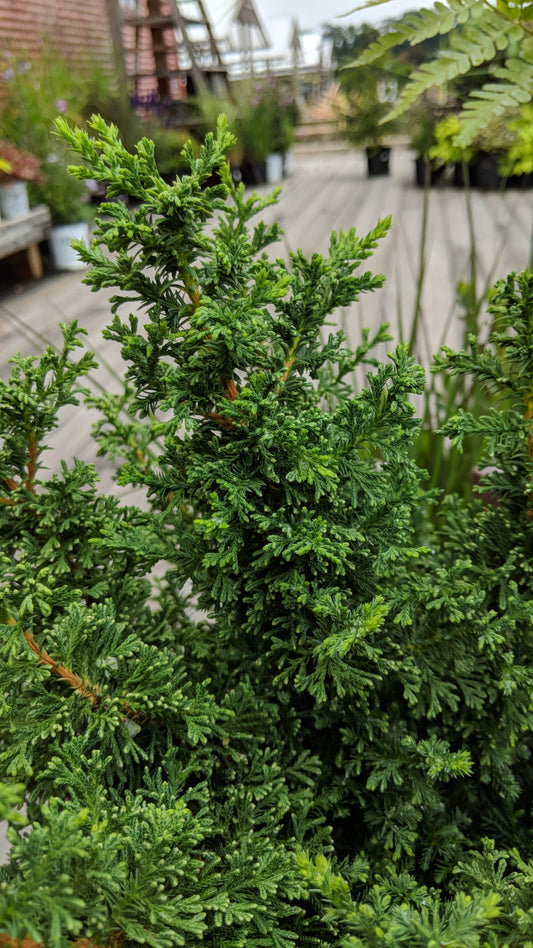 Top Point False Cypress (Chamaecyparis thyoides 'Top Point')