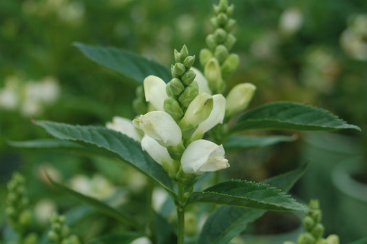 Turtlehead (Chelone glabra)