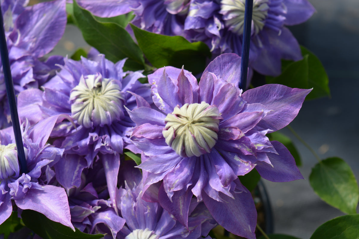 Diamantina™ Clematis (Clematis 'Diamantina')