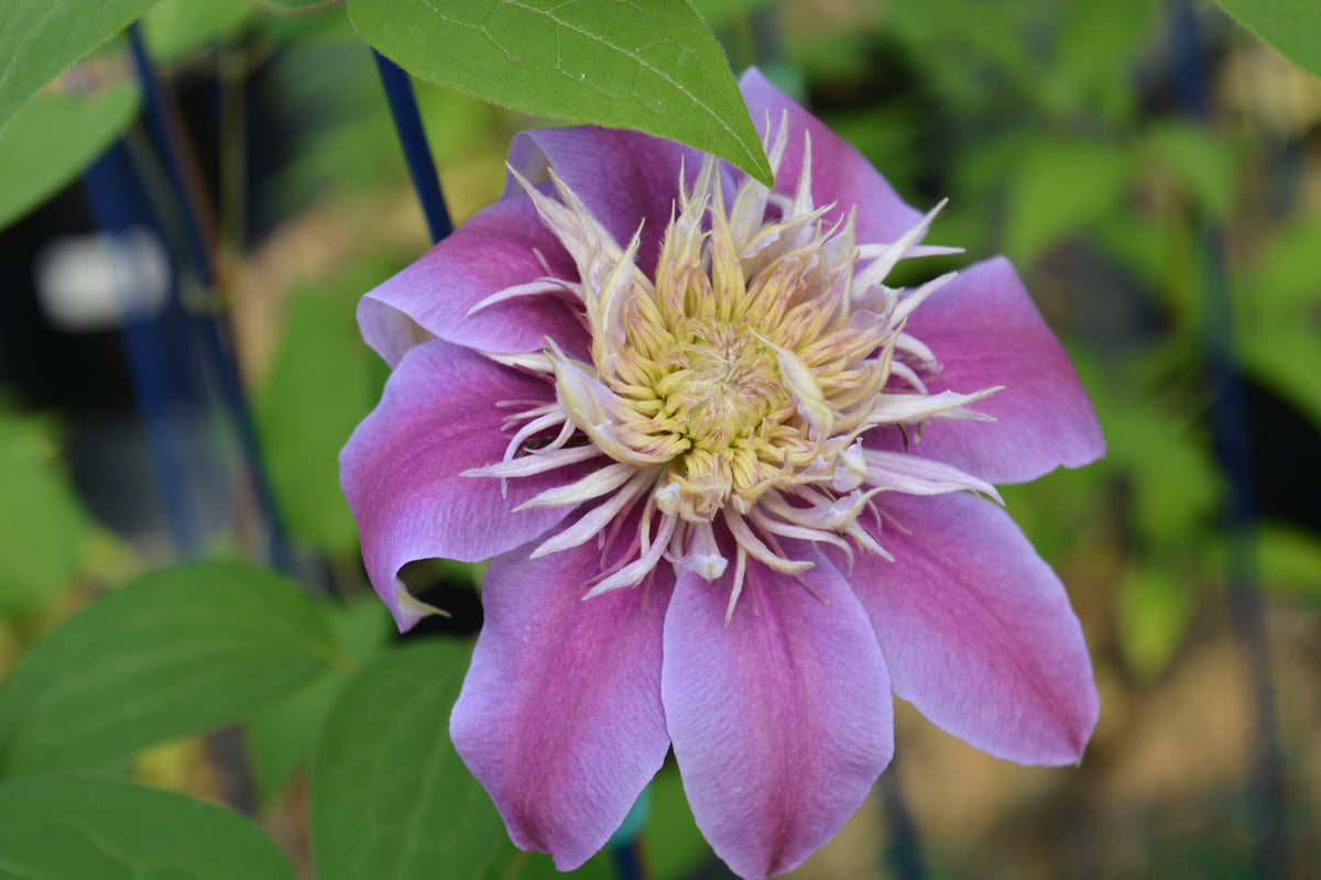 Josephine™ Clematis (Clematis 'Josephine')