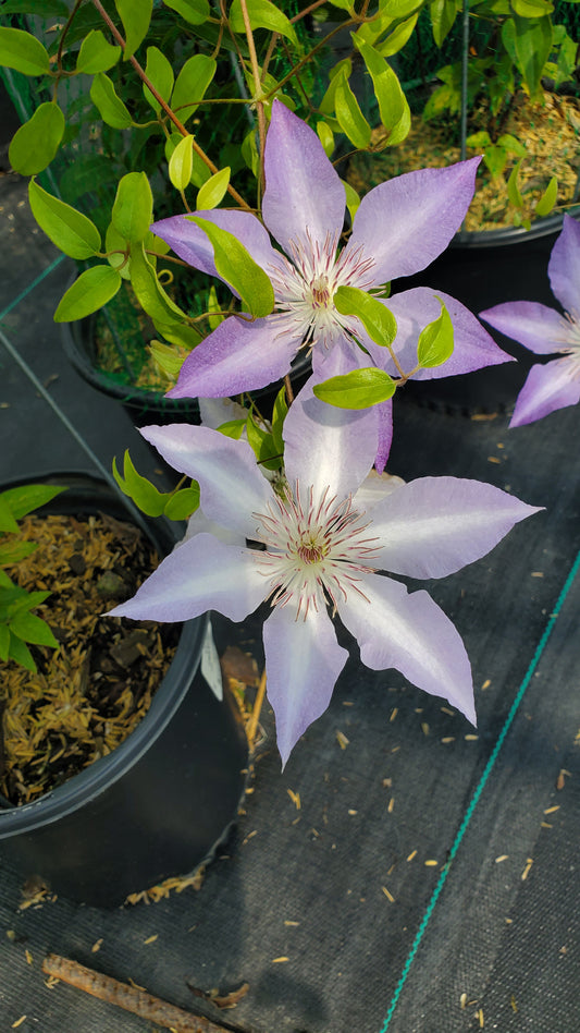 Tranquilite™ Clematis (Clematis 'Tranquilite')