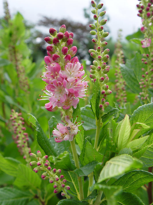 Ruby Spice Summersweet (Clethra alnifolia 'Ruby Spice')