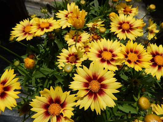 Li'l Bang Enchanted Eve Tickseed (Coreopsis Li'l Bang 'Enchanted Eve')