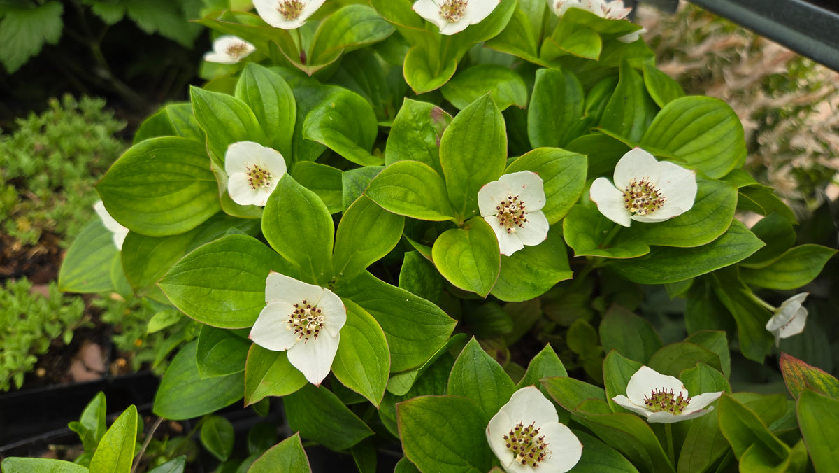 Bunchberry - photo 3
