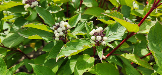 Baileyi | Red Twig Dogwood