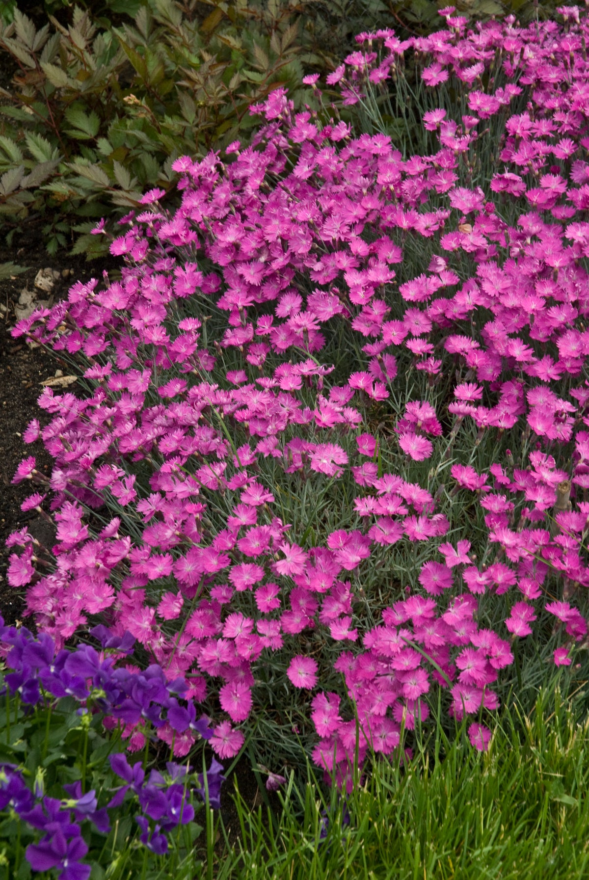 Firewitch Dianthus (Dianthus 'Firewitch')