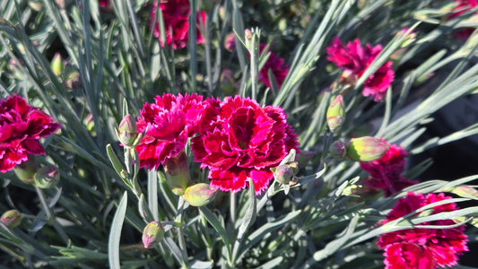 Black Cherry Frost Dianthus (Dianthus f.p. 'Black Cherry Frost')