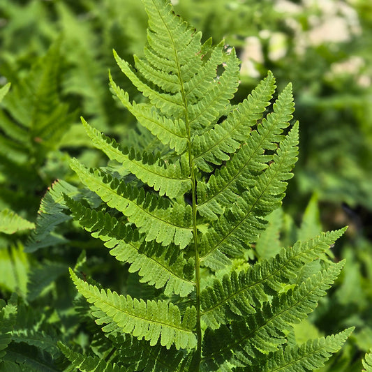 Goldie's Wood Fern (Dryopteris goldiana)
