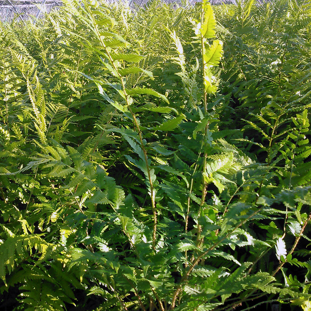 Dixie Wood Fern (Dryopteris australis)