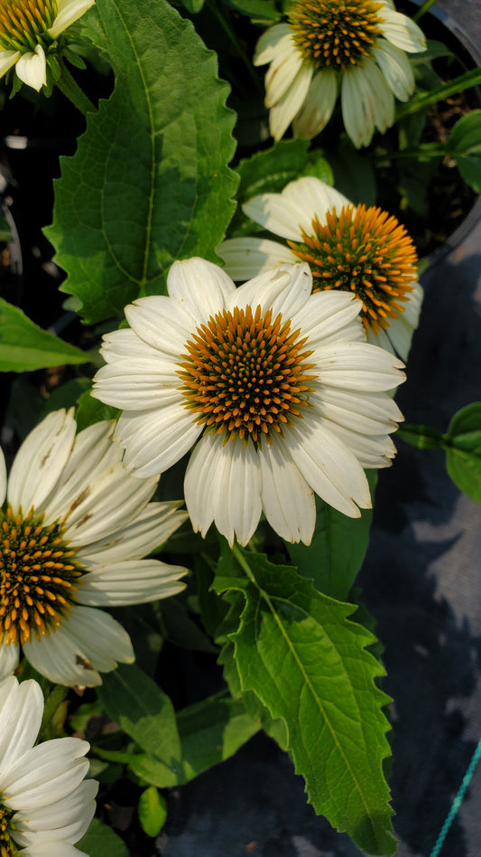 PowWow® White Coneflower (Echinacea purpurea 'Pow Wow White')