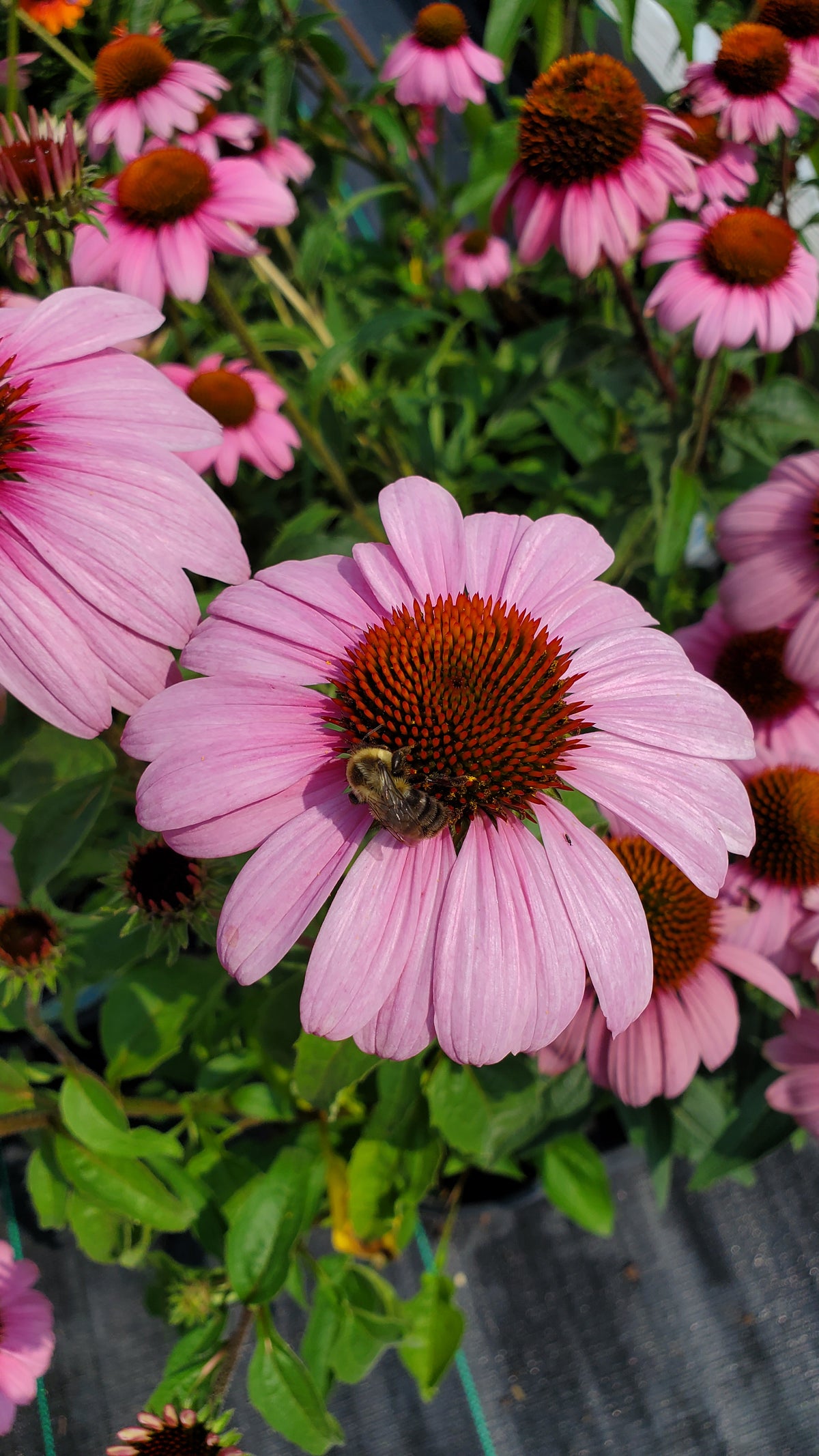 Prairie Splendor Coneflower - photo 3