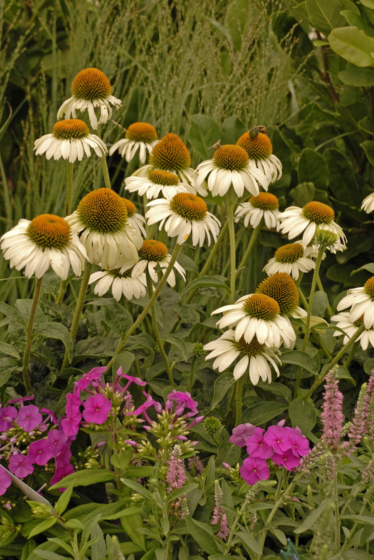 White Swan Coneflower (Echinacea purpurea 'White Swan')