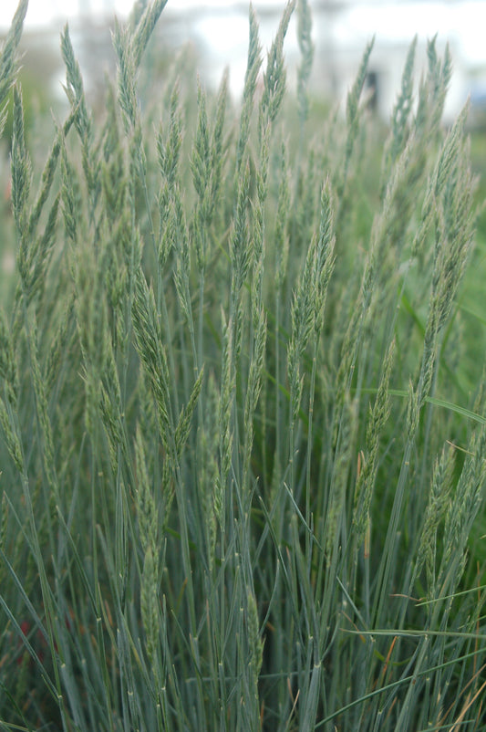Elijah Blue | Blue Fescue