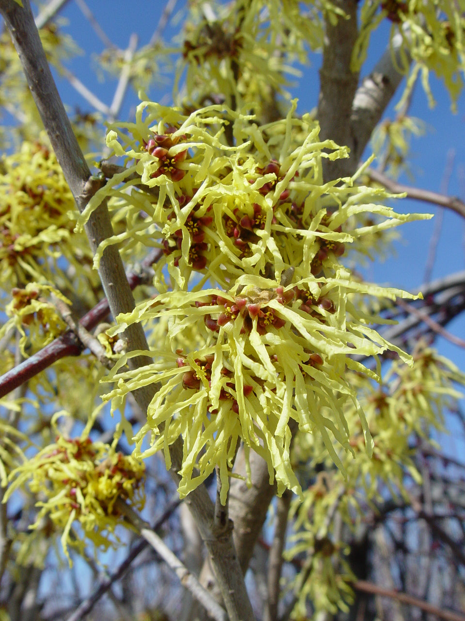 Arnold Promise Witch Hazel (Hamamelis x intermedia 'Arnold Promise')