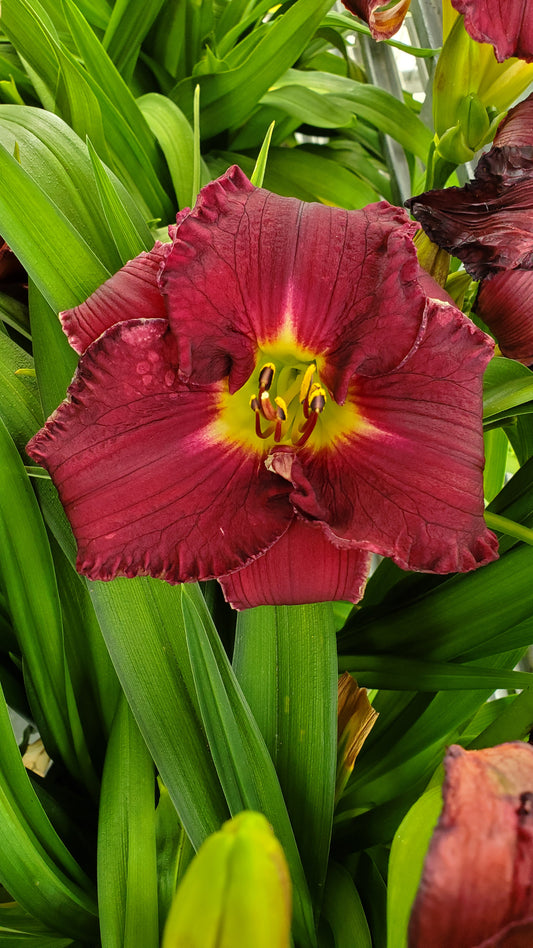 Rainbow Rhythm® Nosferatu Daylily (Hemerocallis rainbow rhythm 'Nosferatu')