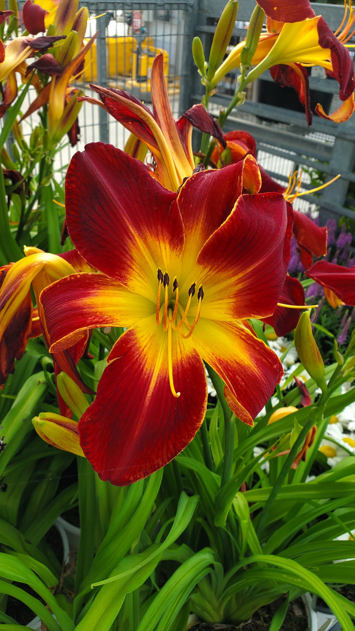 Rainbow Rhythm® Ruby Spider Daylily (Hemerocallis rainbow rhythm 'Ruby Spider')