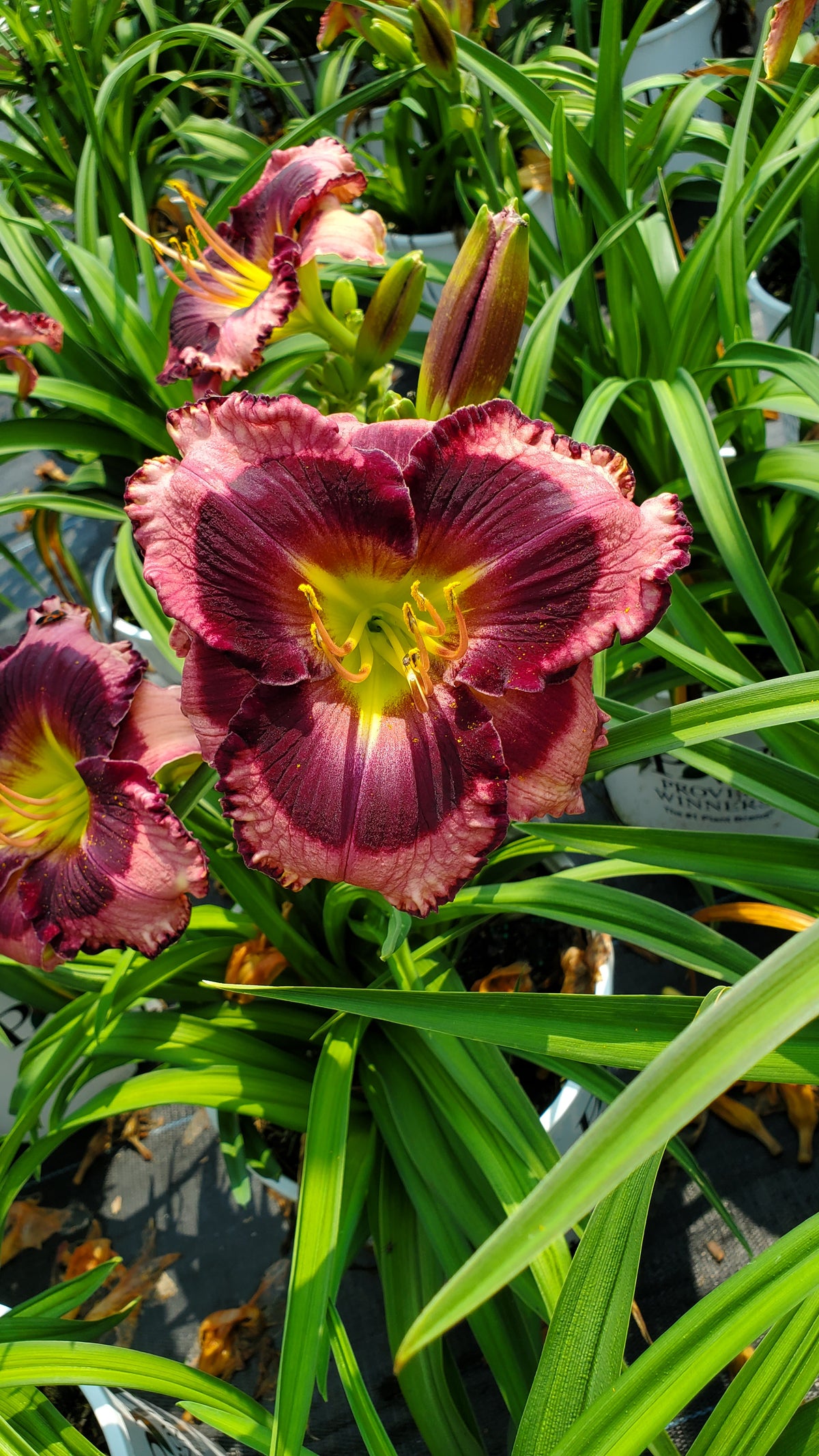 Rainbow Rhythm® Storm Shelter Daylily (Hemerocallis rainbow rhythm 'Storm Shelter')