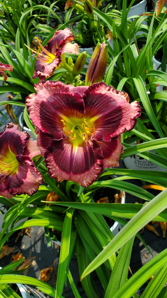 Rainbow Rhythm® Storm Shelter Daylily (Hemerocallis rainbow rhythm 'Storm Shelter')