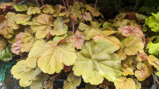 Apricot | Coral Bells