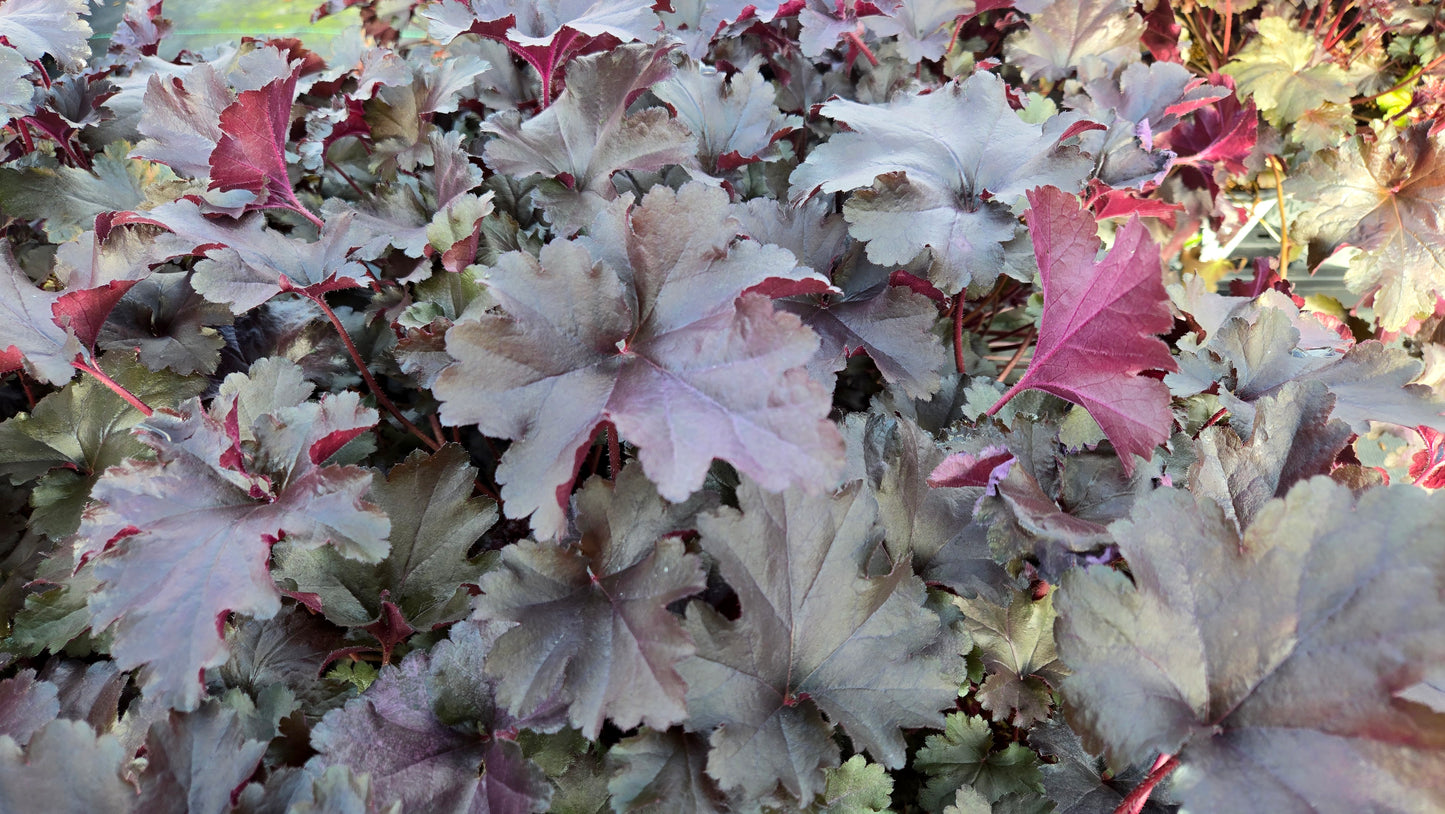 Primo® Black Pearl | Coral Bells