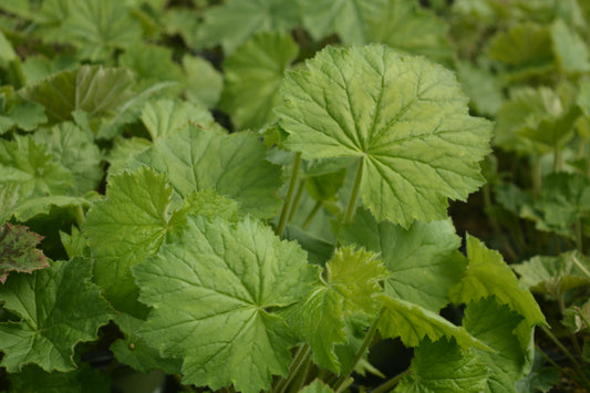 Autumn Bride Coral Bells (Heuchera villosa 'Autumn Bride')